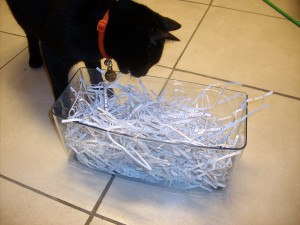 Noche with his shredded paper