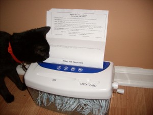 Cat and Paper Shredder