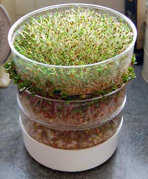 Kitchen Crop sprouter