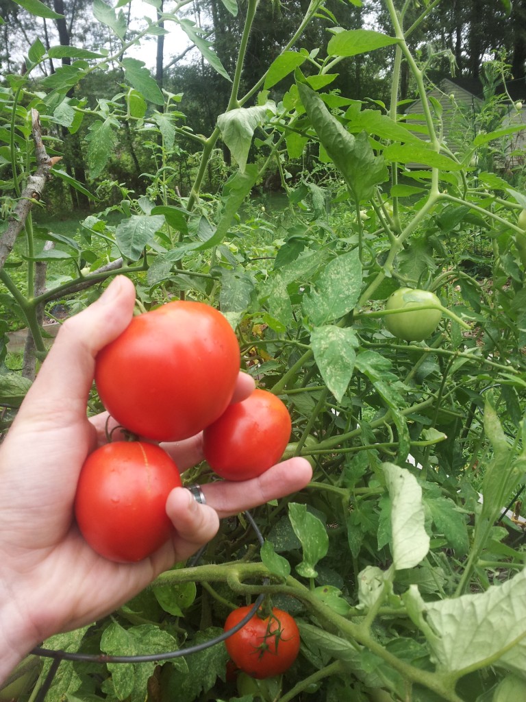 Fresh picked tomatoes from the garden